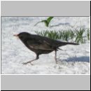 Turdus merula - Amsel m14.jpg